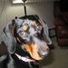 Profile Picture of Sheila Heal (@majorheal) on Pinterest