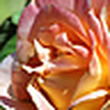 Profile Picture of robinsky2009 (@robinsky2009) on Flickr