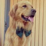 Igor - Instagram Profile Picture of Igor (@igor_igor_goldenretriever) on Instagram