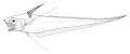Profile Picture of Longrayed whiptailon Wikipedia