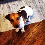 Profile Picture of Putnam the Jack Russell (@silly_putty_the_jack) on Instagram