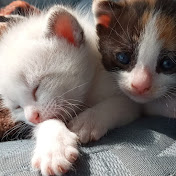 Lorena Barrio Bayo - Youtube Profile Picture of Lorena Barrio Bayo (@lorenabarriobayo1805) on Youtube