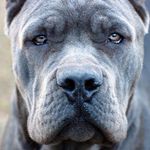 Profile Picture of Chulakov Andrey (@chulakovandrey) on Instagram