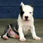 Profile Picture of Pelon ESpinoza (@blasespinoza) on Instagram