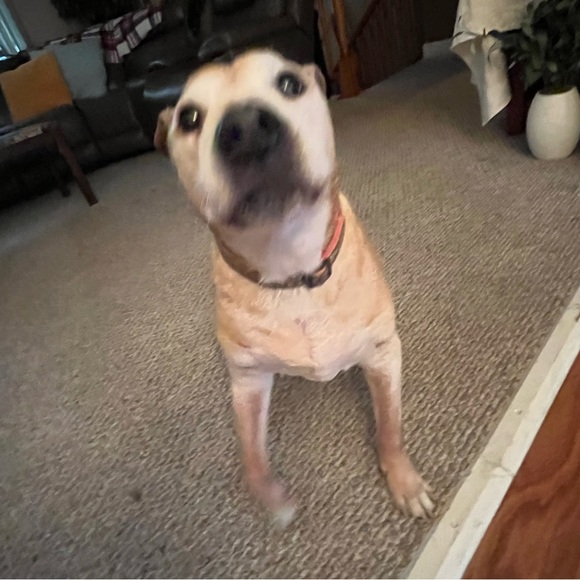 Profile Picture of Allison Macintyre (@allisonmacintyr) on Poshmark