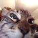 Profile Picture of Alice Gatosu (@Barkingsley) on Pinterest