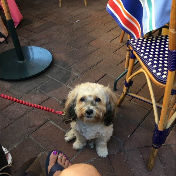 Profile Picture of Carla Azling (@cacaperk) on Poshmark