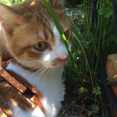 Profile Picture of Tony_Maple@kobe (@MaplePonytail) on Twitter