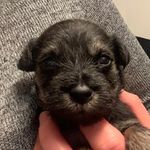 Profile Picture of Odin D'Costa-Scott Cree (@odin.the.mini.schnauzer) on Instagram