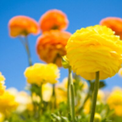 Profile Picture of Abbey Goldstein (@AbbeyGoldstein) on Twitter