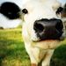 Profile Picture of Amanda Orme (@auntamanda) on Pinterest