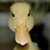 Profile Picture of Deanna (@Waterfowl Medic) on Flickr