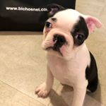 Profile Picture of Carlos Timóteo (@carlosbostonterrier) on Instagram