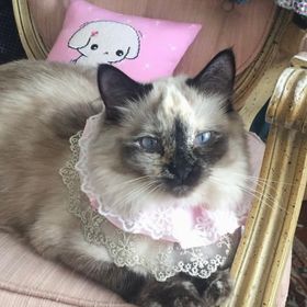 Profile Picture of Julianne Hussman (@juliannehussman) on Pinterest