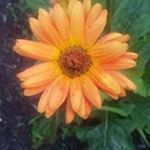 Profile Picture of Myrna Campbell (@campnoodle07) on Instagram