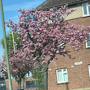 Profile Picture of Saif Chowdhury (@saifchowdhury8583) on Youtube