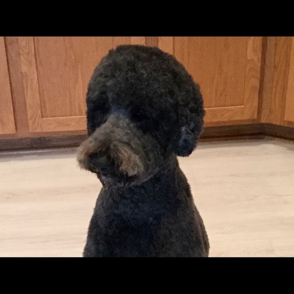 Profile Picture of Betty Hazel (@behazel) on Poshmark