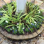 Profile Picture of Brad Hickman (@southern_roots_nursery_inc) on Instagram