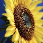 Profile Picture of Staci Mitchell (@villagepeeple) on Instagram