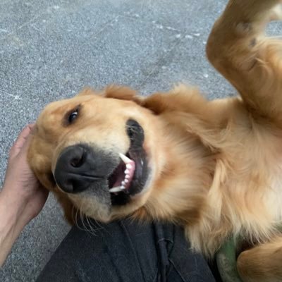 Profile Picture of Betham AlHarmon (@totallynotbasim) on Twitter