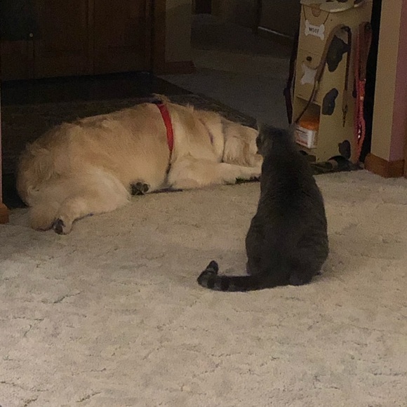 Profile Picture of Gayle Strausser (@gmstr) on Poshmark