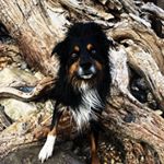 Profile Picture of Tyler Minor (@southernoutpawsk9training) on Instagram
