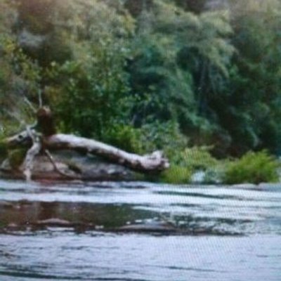 Profile Picture of Mark Wolovlek (@WanderFree8) on Twitter