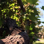 Profile Picture of Isabella Alvarado (@bella.alvarado@att.net) on Flickr