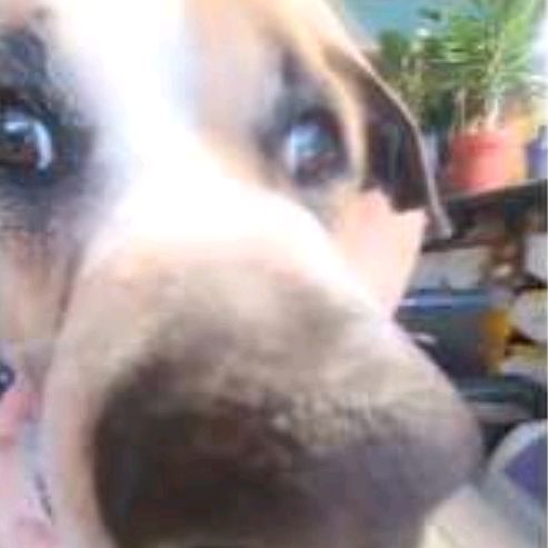 Profile Picture of David Wykoff (@@whiteavatar) on Tiktok