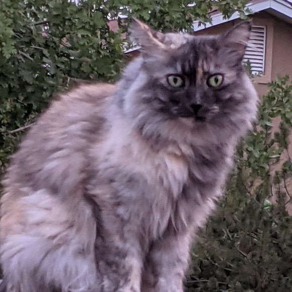 Profile Picture of Tiffany Trone (@rileecoyotie) on Poshmark