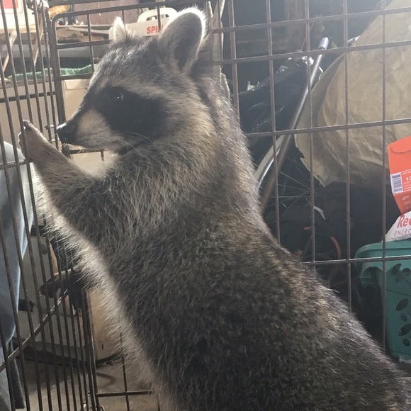 Profile Picture of Amelia Butcher (@butcher18) on Poshmark