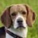 Profile Picture of David Roberto (@davidduron100506) on Pinterest