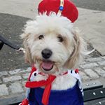 Profile Picture of CharlieKing (@charlie_king_the_cockapoo) on Instagram