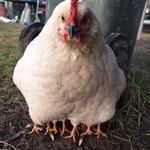 Profile Picture of Vicki Eckert (@vicki_230958) on Instagram