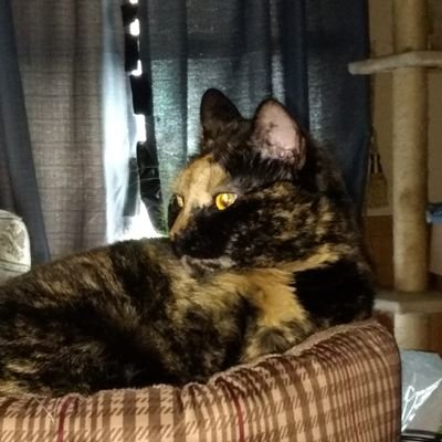 Profile Picture of Nancy Blair (@nancy721944) on Twitter