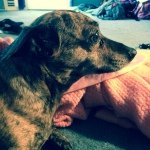 Henry Louise Lapine - Instagram Profile Picture of Henry Louise Lapine (@henrylapine_) on Instagram