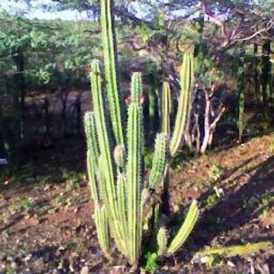 Profile Picture of Wilberto Perez (@wipa58) on Twitter