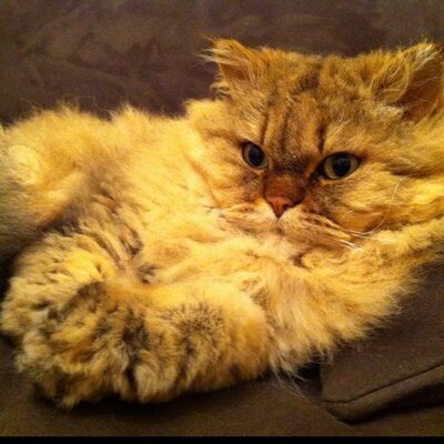 Profile Picture of Liz Sparber (@LizSparber) on Twitter