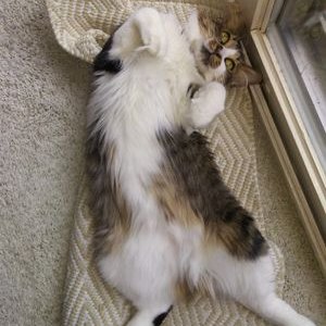 Profile Picture of Brian Whittemore (@BrianWhittemor6) on Twitter