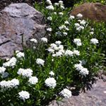 Profile Picture of Catherine (@catfitzgibbons) on Instagram