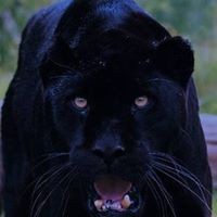Profile Picture of Salvatore Sileci (@salvatore-sileci) on Quora