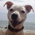 Profile Picture of Rudy The Dog (@rudythestaffrussell) on Instagram