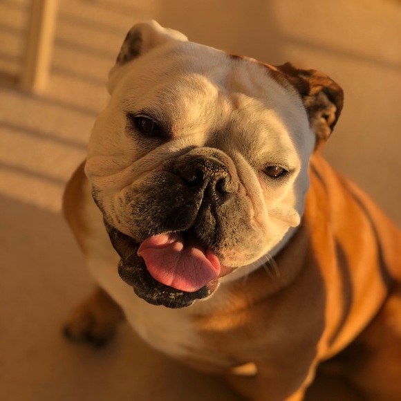 Profile Picture of Amanda Frederick (@amandafred4782) on Poshmark