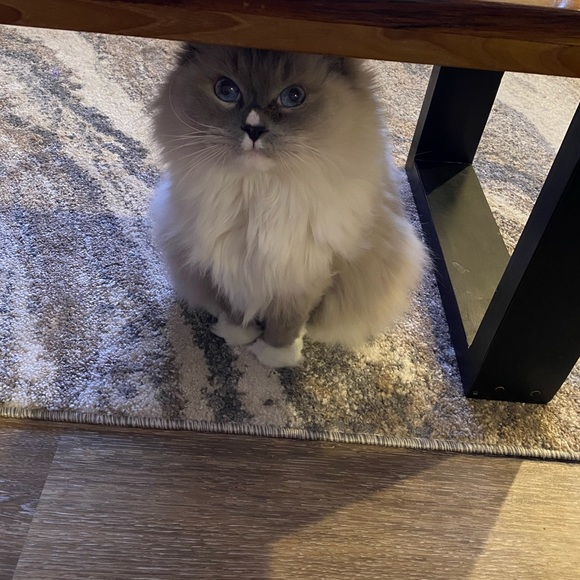 Profile Picture of April Balousek (@balousea) on Poshmark