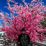 Profile Picture of Minh Tam Phan (@bi1232) on Flickr