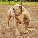 Profile Picture of Dustin Snow (@buckeye_state_bulldogs) on Instagram