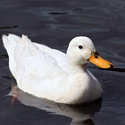 Profile Picture of Nick Duggan (@Duggo7) on Twitter