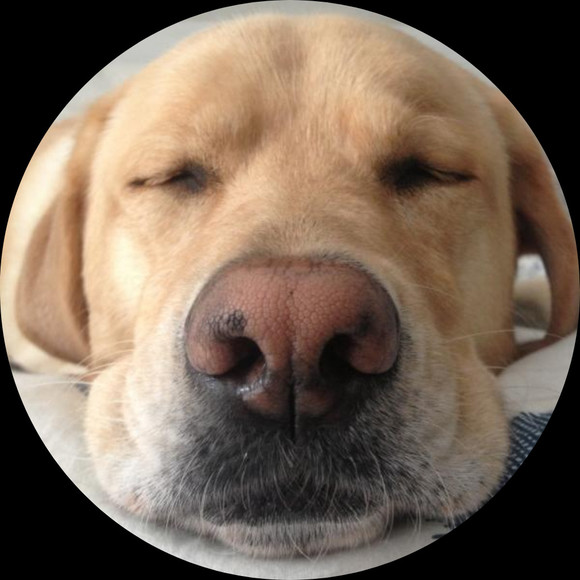 Profile Picture of Jimmy Lew (@jlewd) on Poshmark