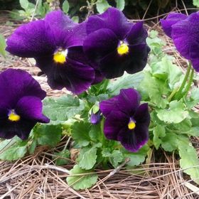 Profile Picture of Joyce Clark (@joycetclark) on Pinterest