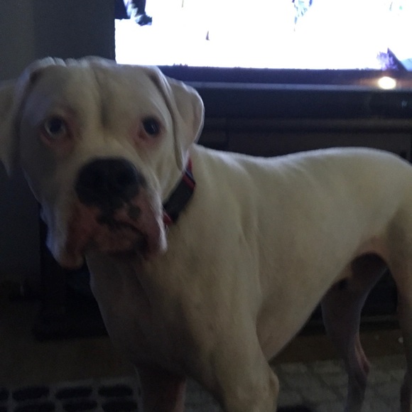 Profile Picture of Cadence Hanawalt (@ramennoodles314) on Poshmark